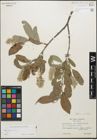 Foto von Salix glauca L.